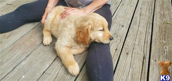 Golden Retriever puppy for sale: a golden retriever dog lying on a wood deck