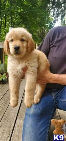 Golden Retriever puppy for sale: a golden retriever dog sitting on a persons lap