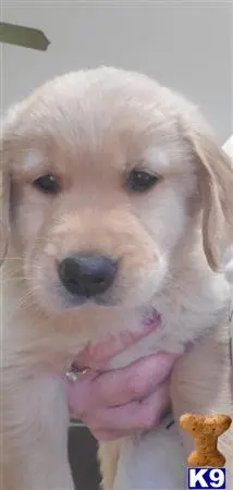 Golden Retriever puppy for sale: a golden retriever dog with its tongue out