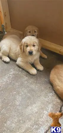 Golden Retriever puppy for sale: a group of golden retriever puppies on carpet