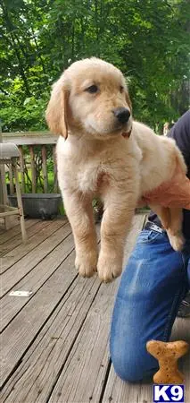 Golden Retriever puppy for sale: a person holding a golden retriever puppy