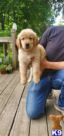Golden Retriever puppy for sale: a person holding a golden retriever dog