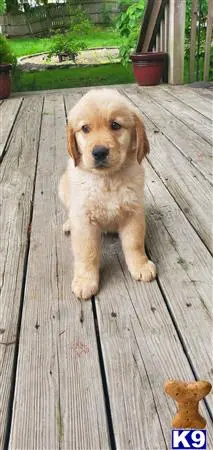 Golden Retriever puppy for sale: a golden retriever dog sitting on a wood deck
