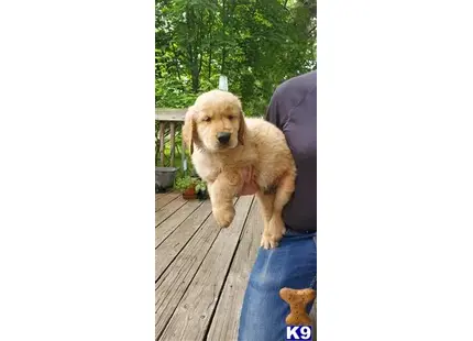 Golden Retriever puppy for sale: a golden retriever dog standing on a wood deck