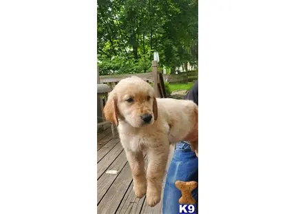 Golden Retriever puppy for sale: a golden retriever dog standing on a wood deck