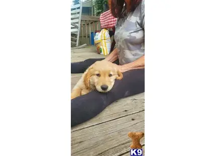 Golden Retriever puppy for sale: a golden retriever dog lying on a wooden surface
