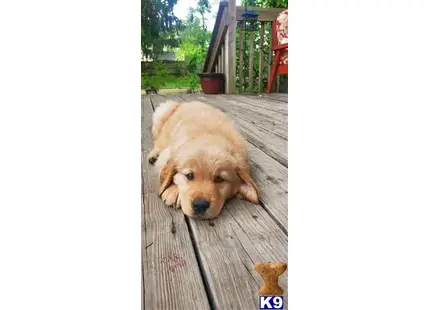 Golden Retriever puppy for sale: a golden retriever dog lying on a wood deck