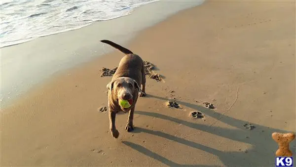 Labrador Retriever female dog