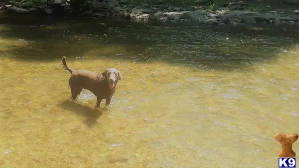 Labrador Retriever female dog