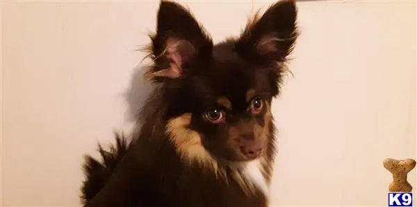 Pomeranian stud dog