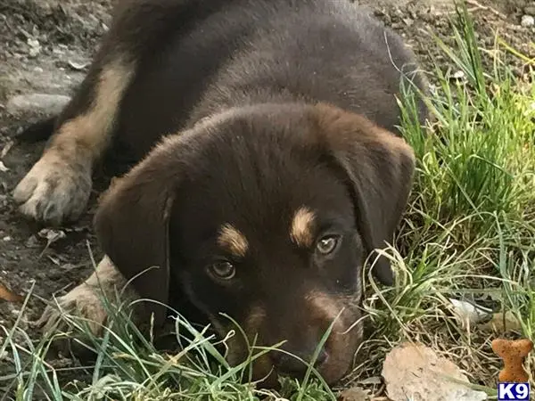 Labrador Retriever stud dog: a labrador retriever puppy lying in the grass