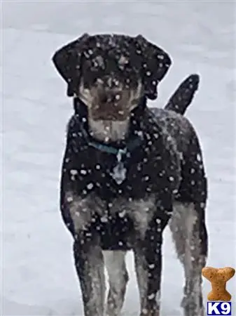 Labrador Retriever stud dog: a labrador retriever dog wearing a hat