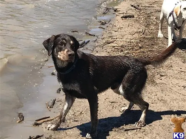 Labrador Retriever stud dog: a labrador retriever dog standing on a beach