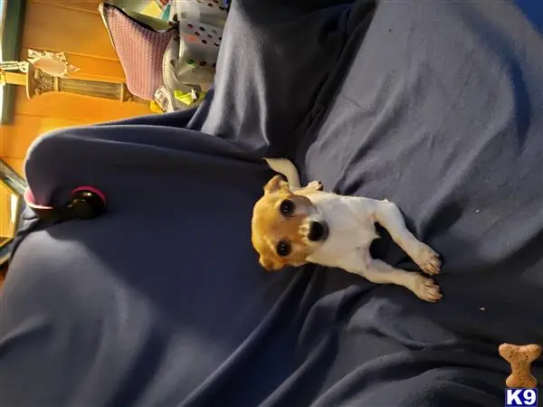 Chihuahua female dog