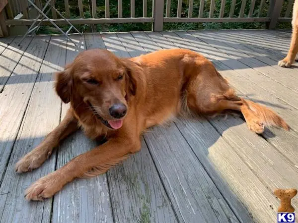 Golden Retriever female dog