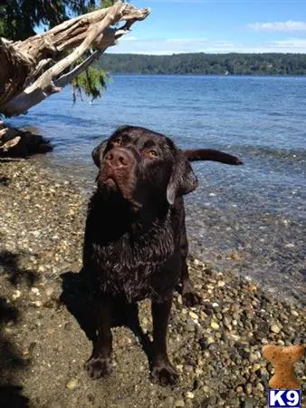 Labrador Retriever stud dog