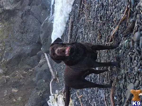 Labrador Retriever stud dog