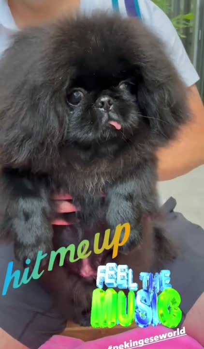 Pekingese puppy video