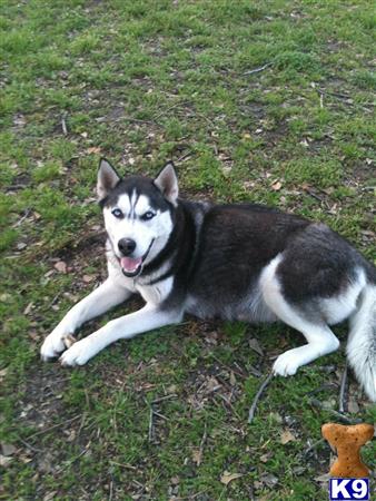 siberian husky puppy posted by loualline