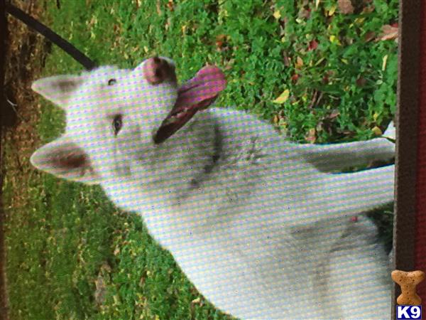 Siberian Husky dog