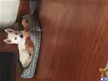 siberian husky puppy posted by loualline