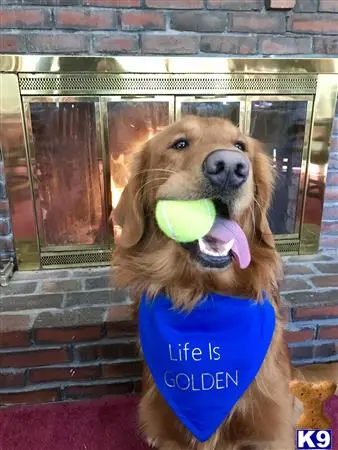 Golden Retriever stud dog: a golden retriever dog holding a tennis ball