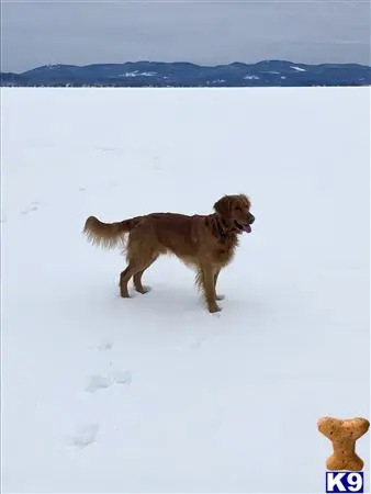 Golden Retriever stud dog: a golden retriever dog standing in snow