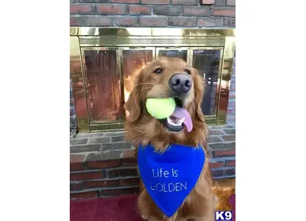 Golden Retriever stud dog: a golden retriever dog holding a tennis ball