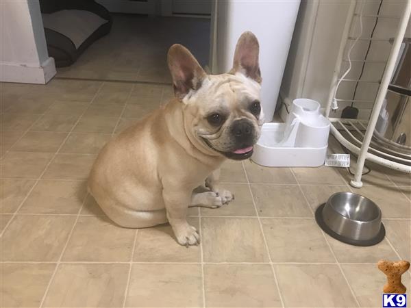 a french bulldog dog sitting on the floor