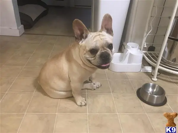 French Bulldog stud dog