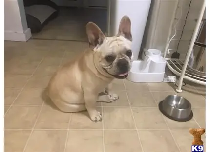 French Bulldog