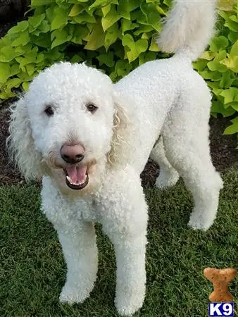 Goldendoodles stud dog