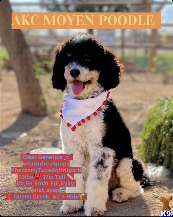 a poodle dog sitting on a sidewalk