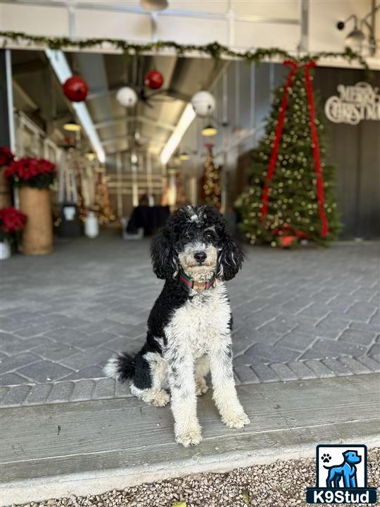 a poodle dog sitting on a brick floor