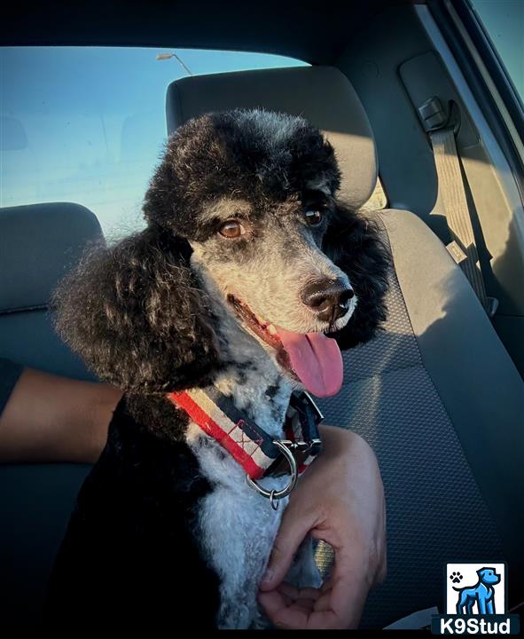 a poodle dog in a car