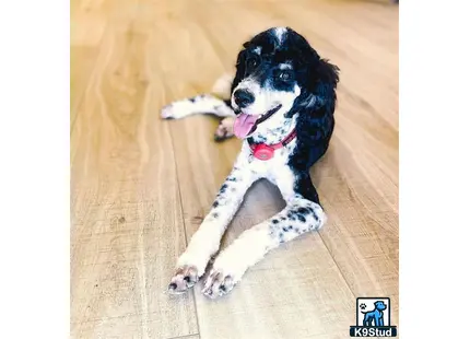 a poodle dog lying on the floor