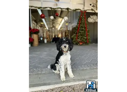 a poodle dog sitting on a brick floor