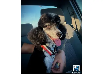 a poodle dog in a car