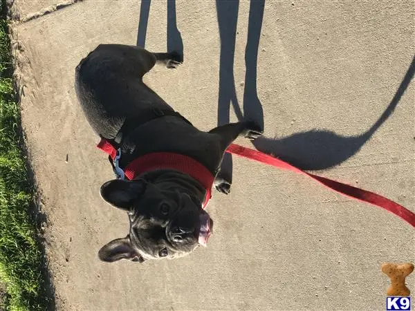 French Bulldog stud dog: a french bulldog dog on a leash on a leash