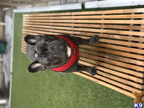 French Bulldog stud dog: a french bulldog dog wearing a red vest