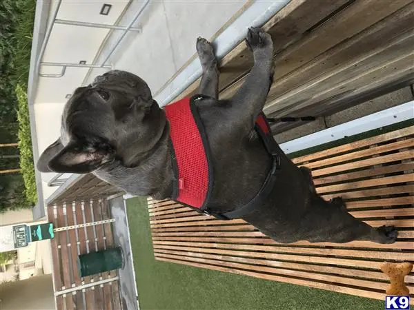 French Bulldog stud dog: a french bulldog dog standing on a porch