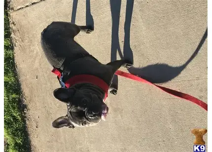 French Bulldog stud dog: a french bulldog dog on a leash on a leash