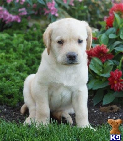 Labrador Retriever