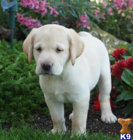 Labrador Retriever