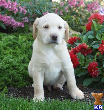 Labrador Retriever