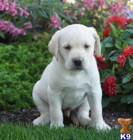 Labrador Retriever