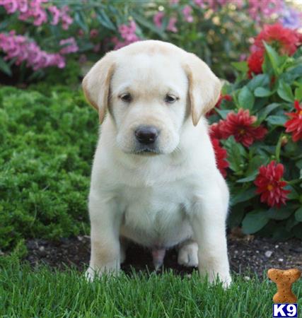 Labrador Retriever