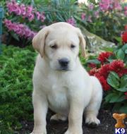 labrador retriever puppy posted by lovablepups