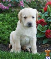 labrador retriever puppy posted by lovablepups