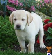labrador retriever puppy posted by lovablepups